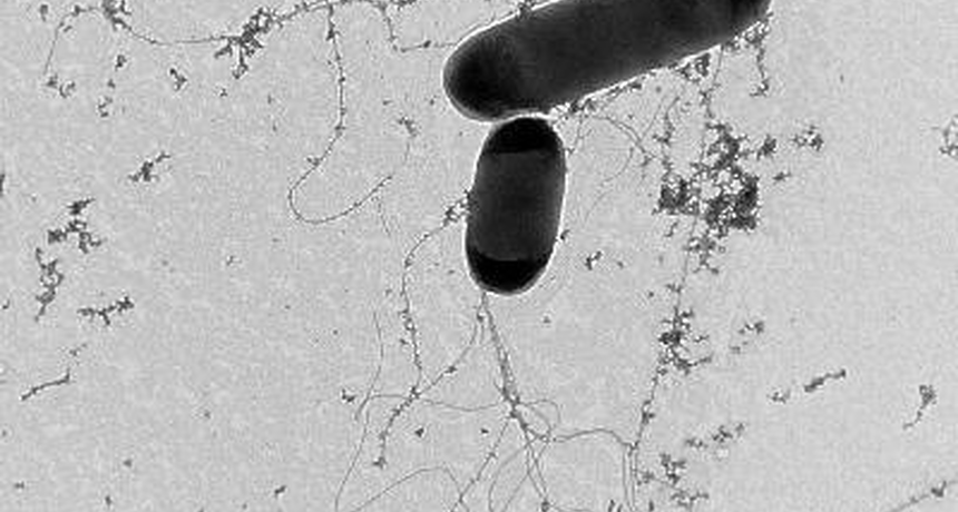 Salmonella Under the Microscope 7